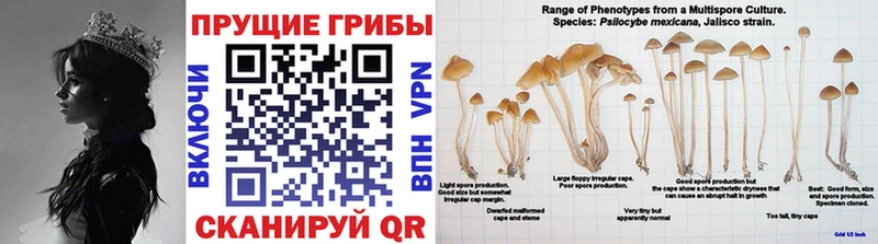магазин продажи наркотиков  Берёзовка  Галлюциногенные грибы Psilocybe 